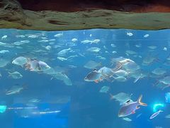 -芜湖新华联大白鲸海洋公园