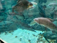 -上海海洋水族馆