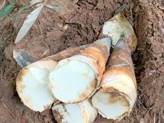 -渔洲头食苑·旦家园全笋宴农家乐