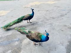 -西双版纳原始森林公园