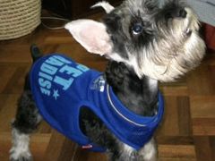 -翊宠yipet猫狗购宠庄园犬舍•猫舍