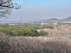 -香雪海