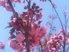 -莱阳濯村樱花园