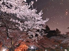 -武汉大学-樱园