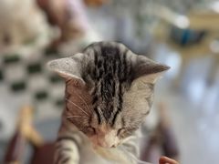 -猫小院猫主题餐厅(南锣旗舰店)