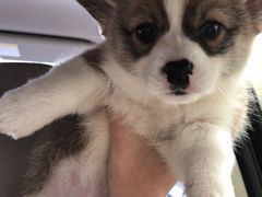 -翊宠yipet猫狗购宠庄园犬舍•猫舍