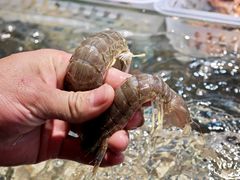 -阳江餐厅·30年老字号·粤菜海鲜大排档
