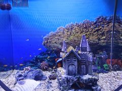 -芜湖新华联大白鲸海洋公园