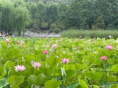 -莲湖公园