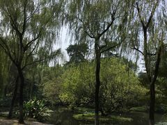-柳浪闻莺公园