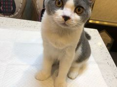 -宠爱国际动物医院·消化内科·心肾内科·ISFM猫友好(望京店)