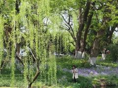 -柳浪闻莺公园