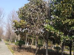 -洛阳市隋唐城遗址植物园