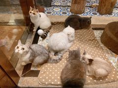 -more than meow吴止猫主题餐厅(承德 中船汇店)