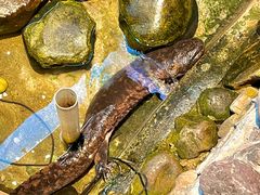 -印象鲵宴·张家界地标美食名片(溪布街店)