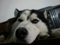 -狼爱上羊音乐火锅