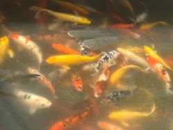 -玄武湖景区-情侣园游乐场