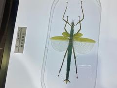 -上海昆虫博物馆