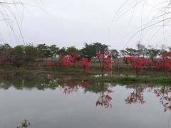 -天适樱花悠乐园