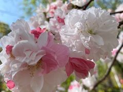 -南汇桃花村