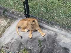 -深圳野生动物园