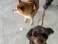 -中农国际动物医院24小时·猫科·骨科·急重症中心