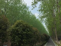 -合肥滨湖国家森林公园