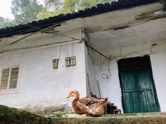 -南山植物园