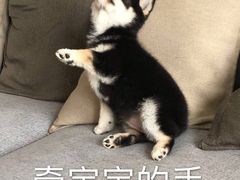 -江二娃串串香(科园四路总店)