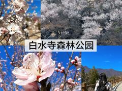 -白水寺森林公园