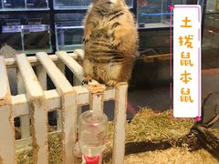 -宠物世家(仲盛世界商城店)