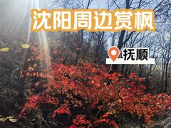-天女山森林公园