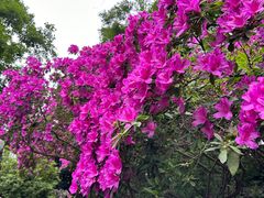 -柳侯公园