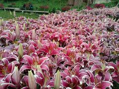 -松山湖梦幻百花洲