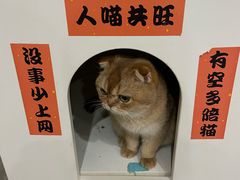 -楼上猫咖(罗湖店)