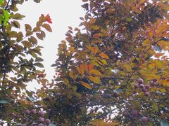 -铁山坪森林公园