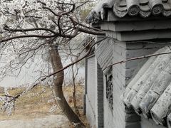 -桃花堤公园