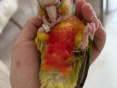 -雨林宠物医院 非犬猫异宠专科