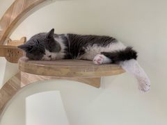 -猫和宫(六道口店)