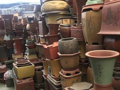 -桂林市花鸟市场