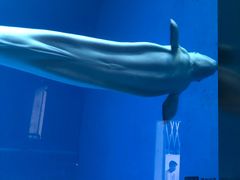 -芜湖新华联大白鲸海洋公园