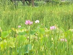 -长广溪湿地公园