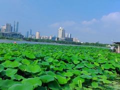 -月湖风景区