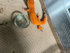 -酷以爬仙阁实体爬宠店·守宫·蜥蜴·专业繁育