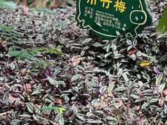 -呀诺达热带雨林