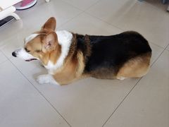 -宠福鑫康馨动物医院·骨科·眼科