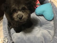 -爱侣宠医·鹦鹉专科·小型哺乳类·异宠专科(灵石路店)