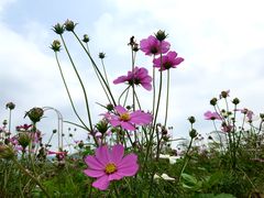 -天适樱花悠乐园