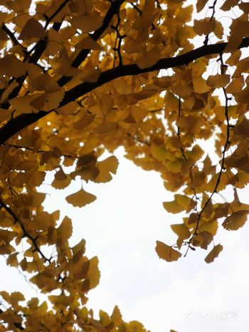 多么期待当校园樱花烂漫，玉兰芬芳