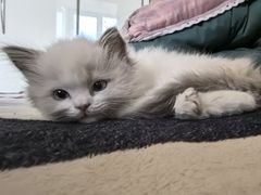 -中农国际动物医院24小时·猫科·骨科·急重症中心